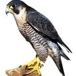 Falcon Safety Services Sdn Bhd company logo