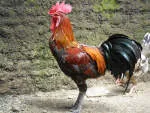 AYAM SHF SDN. BHD. company logo